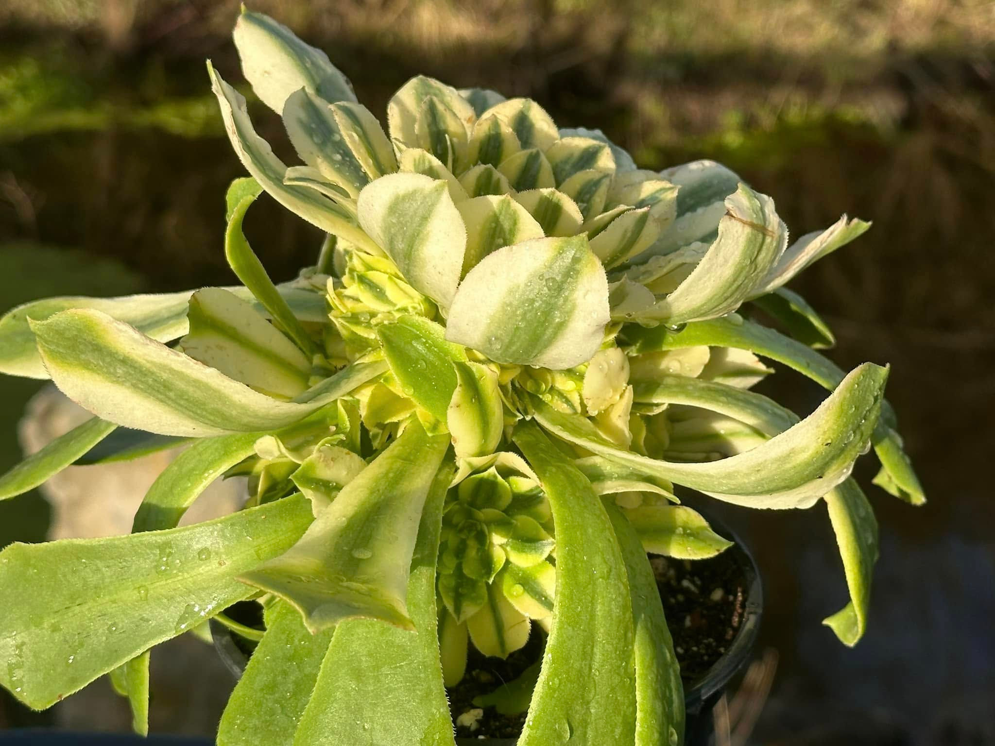 AEONIUM-SINYA VARIEGATED-S