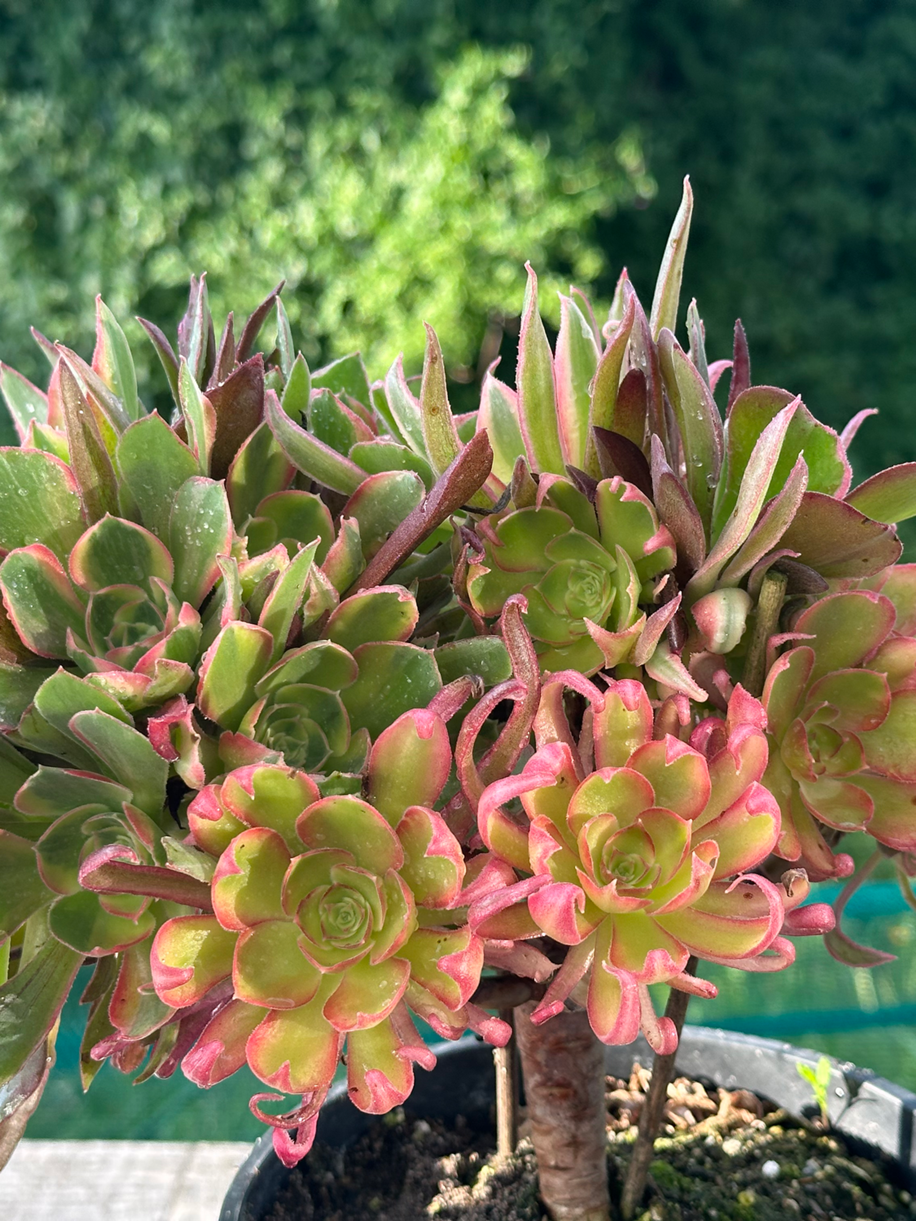AEONIUM-UNIQUE 16-LIGHT VARIEGATED