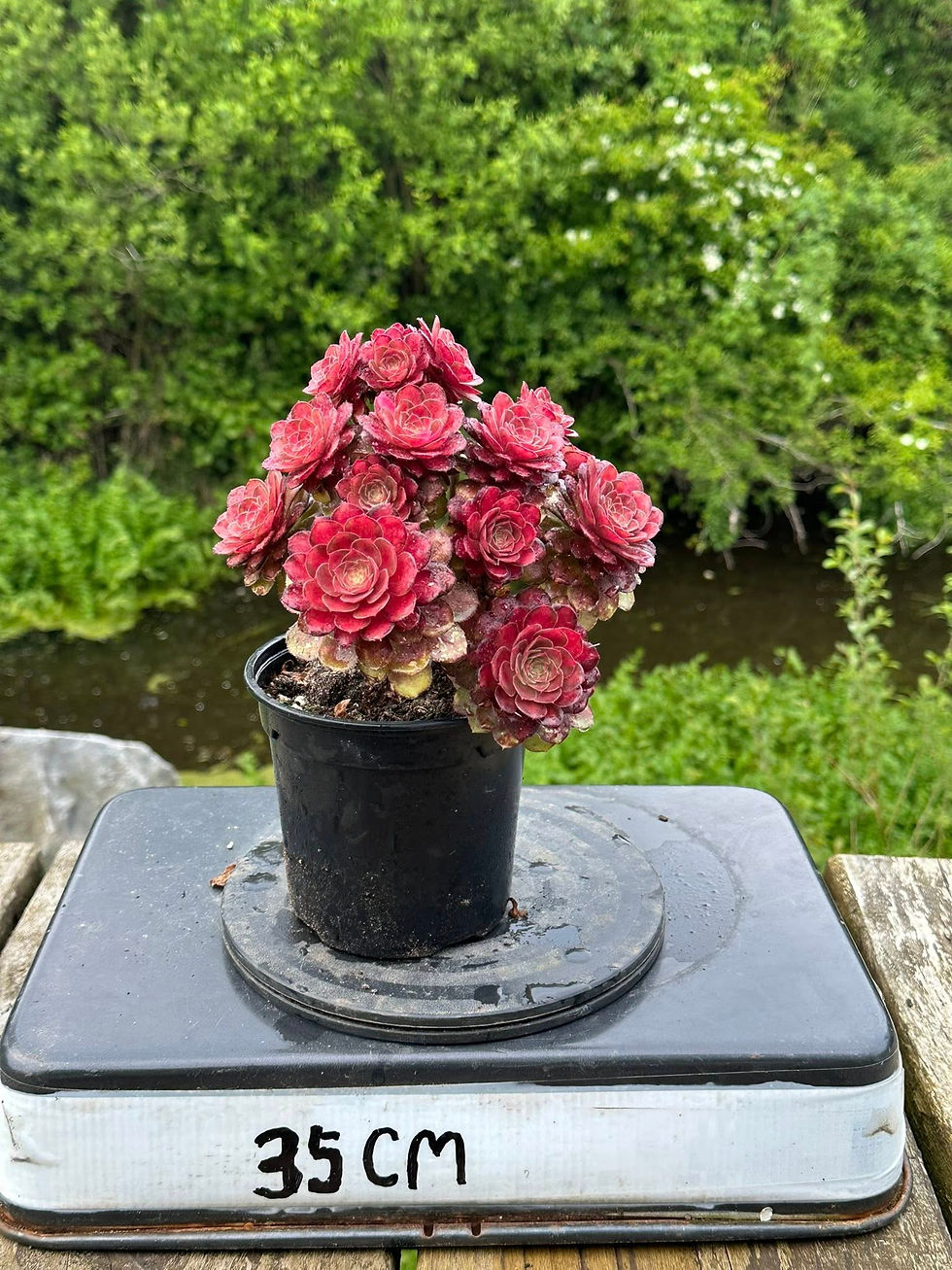 Thumbnail: AEONIUM-UNIQUE 11-CLEAR STREAMS HALLOWEEN VARIEGATED (LIGHT AND SHADOW)