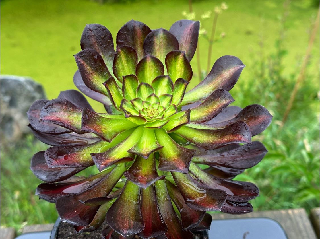 AEONIUM-BLACK ZHIFOU VARIEGATED-S