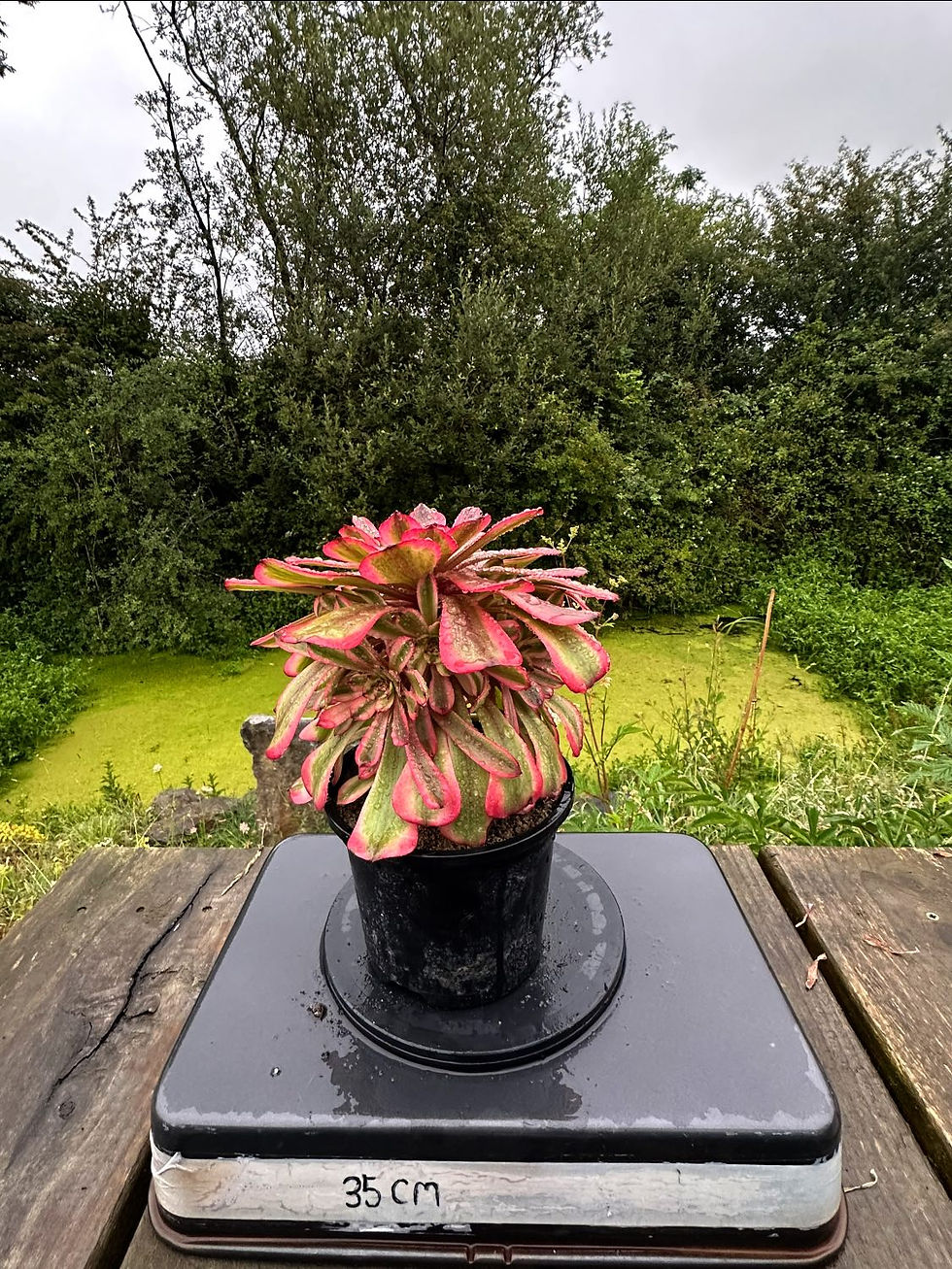 Thumbnail: AEONIUM-MEIJI VARIEGATED-M