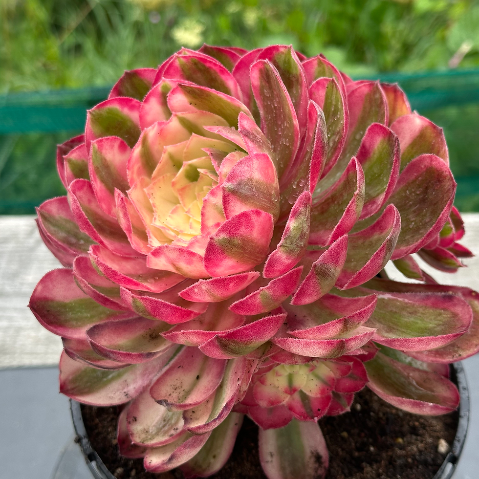 Thumbnail: 21 ON SALE-AEONIUM-UNIQUE 19-PEACOCK FEATHER VARIEGATED