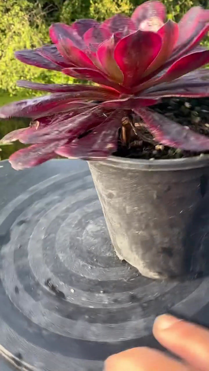 Thumbnail: AEONIUM-BLACK TEA VARIEGATED-B