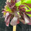 Thumbnail: 1 ON SALE-AEONIUM-UNIQUE 9-ZWARTKOP BIGBANG VARIEGATED