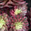 Thumbnail: 2 ON SALE-AEONIUM-UNIQUE 11-OIL PAINTING VARIEGATED