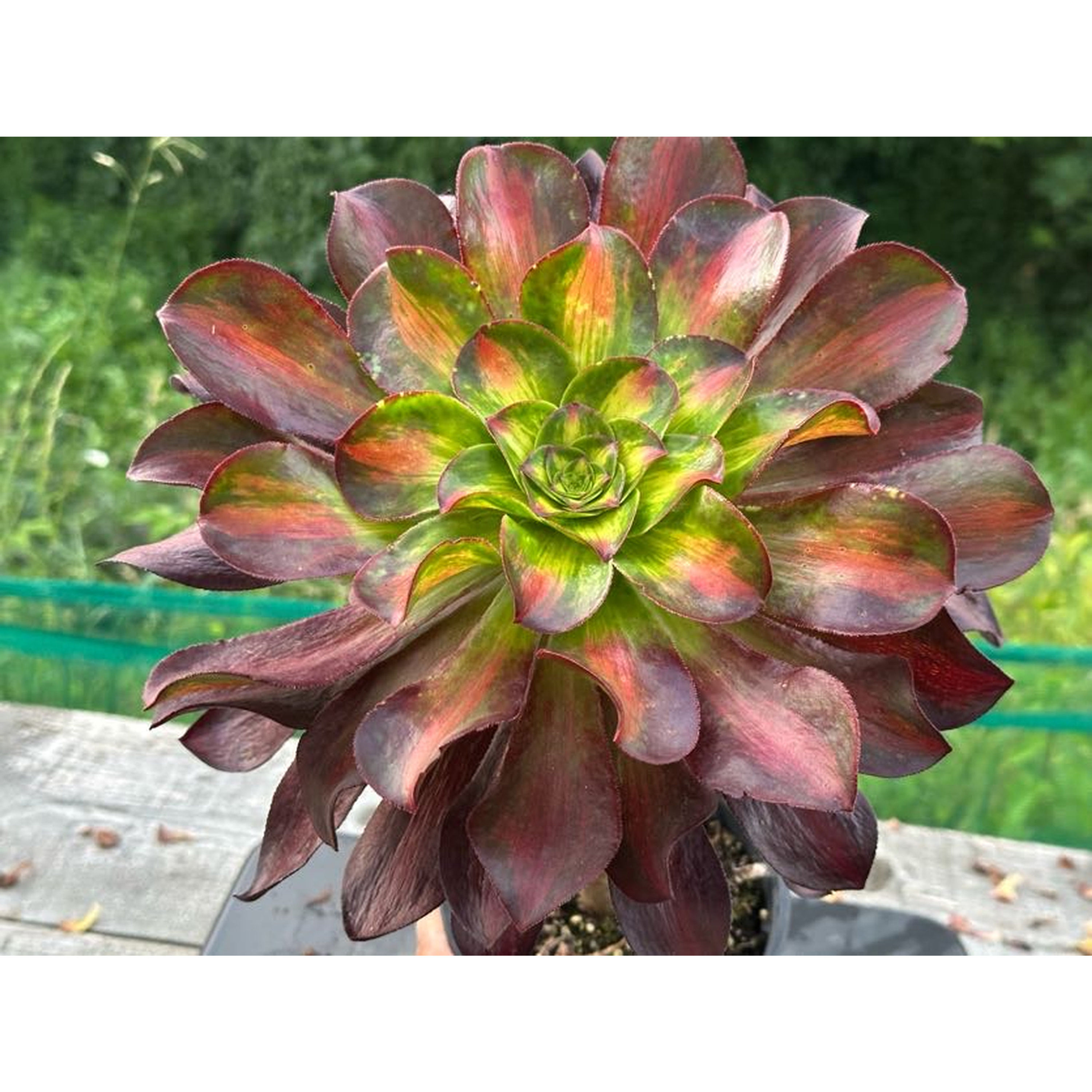 18 ON SALE-AEONIUM-UNIQUE 16-PHANTOM MIDDLE VARIEGATED