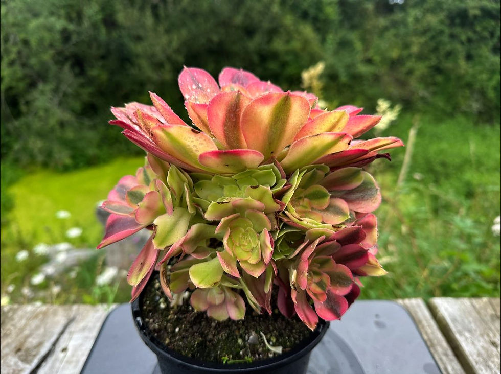 Thumbnail: AEONIUM-UNIQUE 58-LOKI VARIEGATED