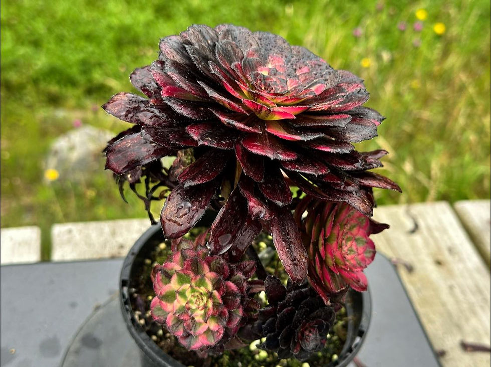 Thumbnail: AEONIUM-UNIQUE 4-SPARK BANG VARIEGATED