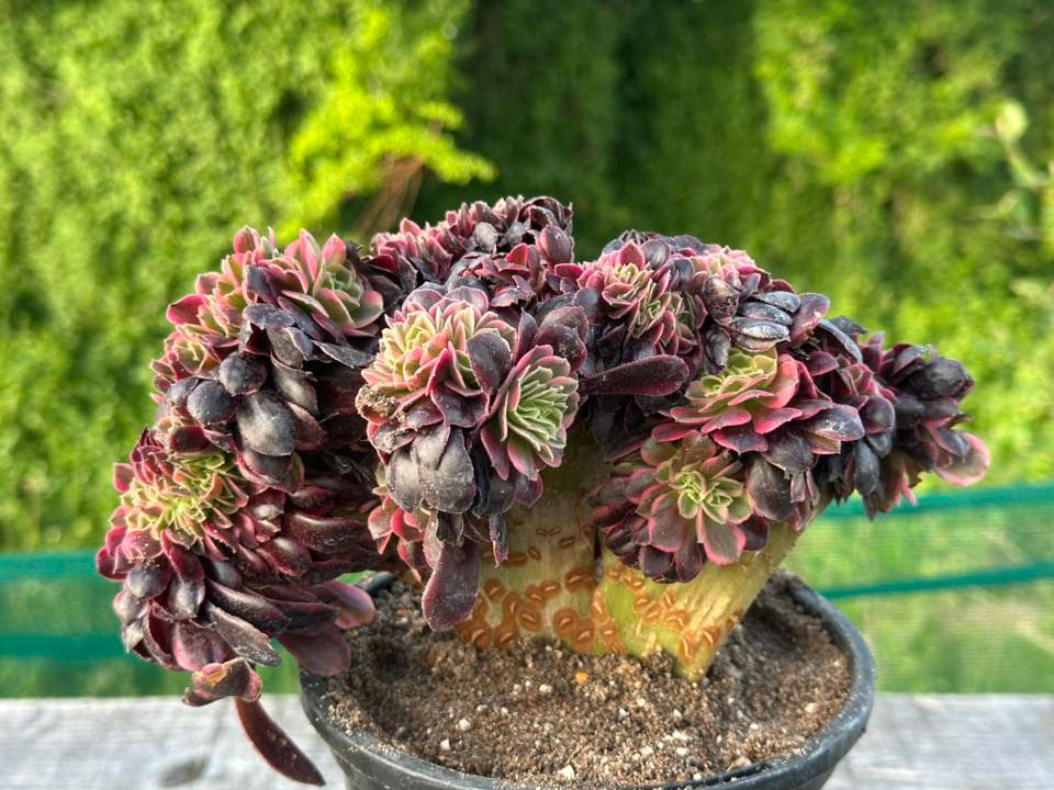 Thumbnail: AEONIUM-UNIQUE41-MEDUSA VARIEGATED CRESTED