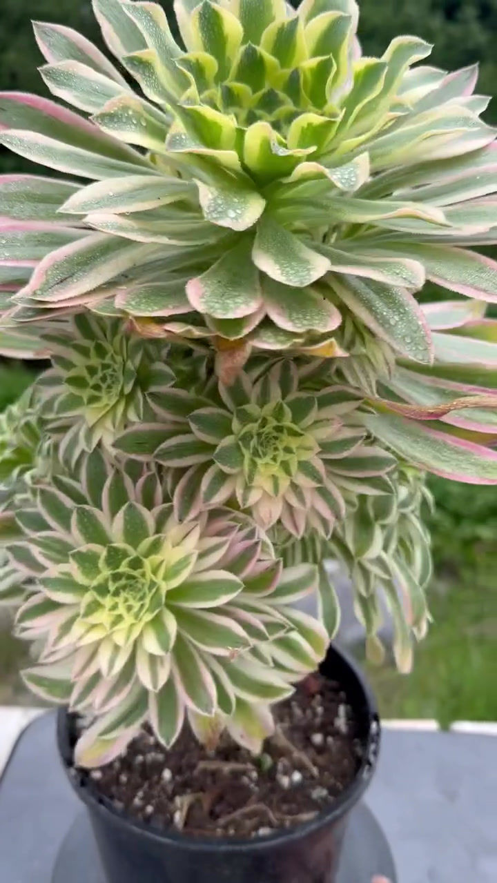 Thumbnail: AEONIUM-UNIQUE 6-STARRY SKY VARIEGATED