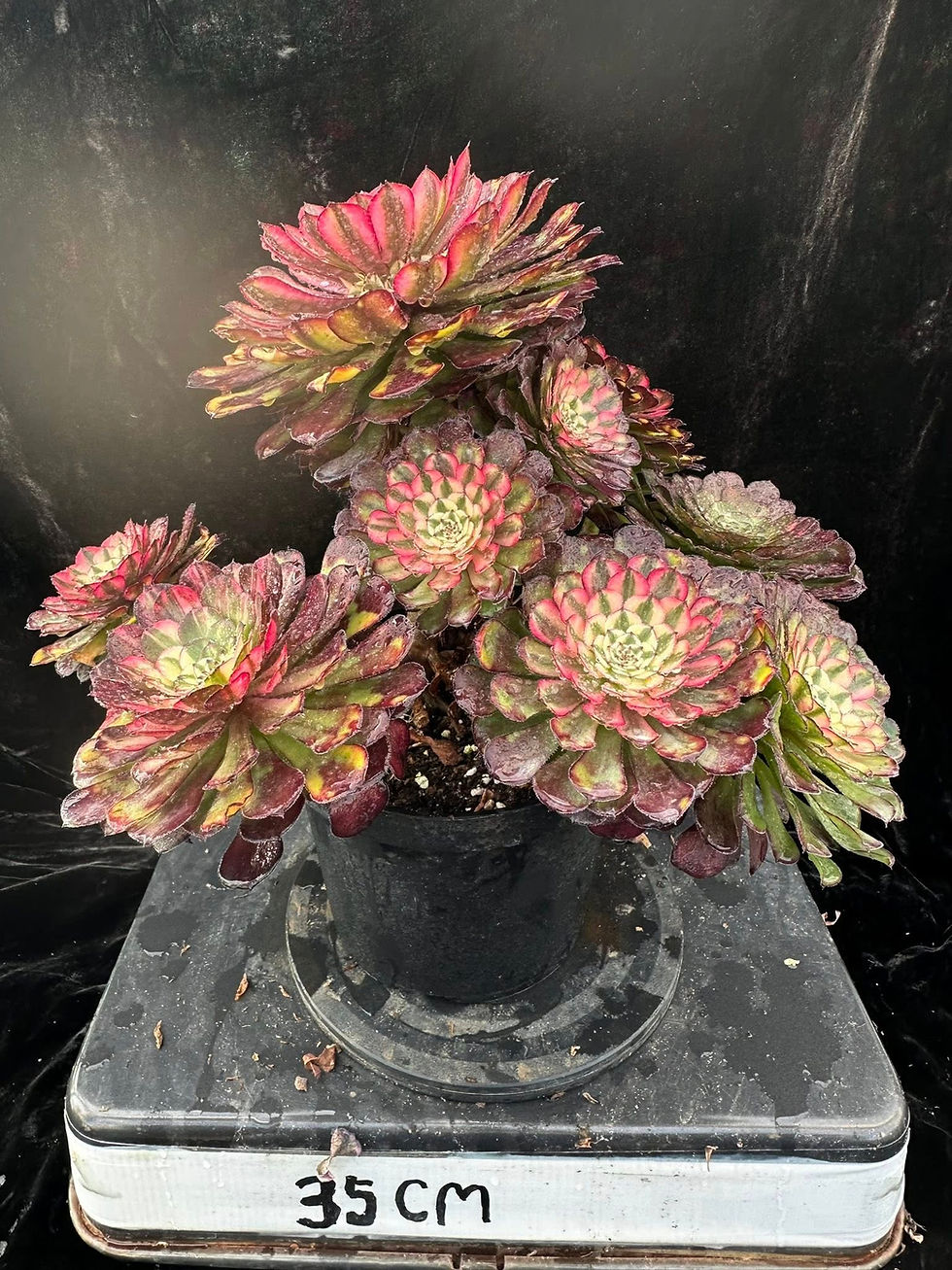 Thumbnail: AEONIUM-UNIQUE 2-CATHERINE WHEEL VARIEGATED