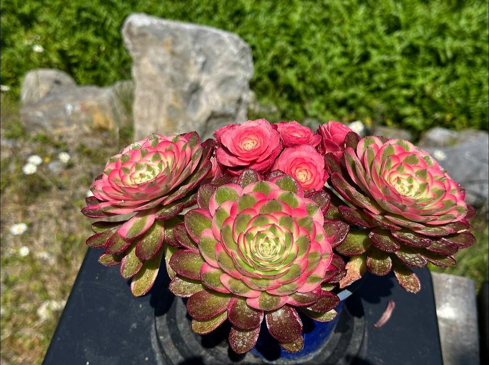 Thumbnail: AEONIUM-UNIQUE 37-QINGCHENG VARIEGATED