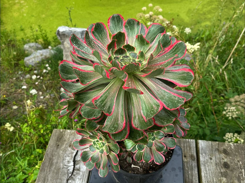 AEONIUM-UNIQUE 3-DEVIL'S EYE (GRAY VOODOO) VARIEGATED