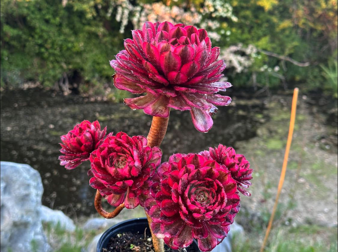 AEONIUM-UNIQUE 10-MOONLIGHT VARIEGATED