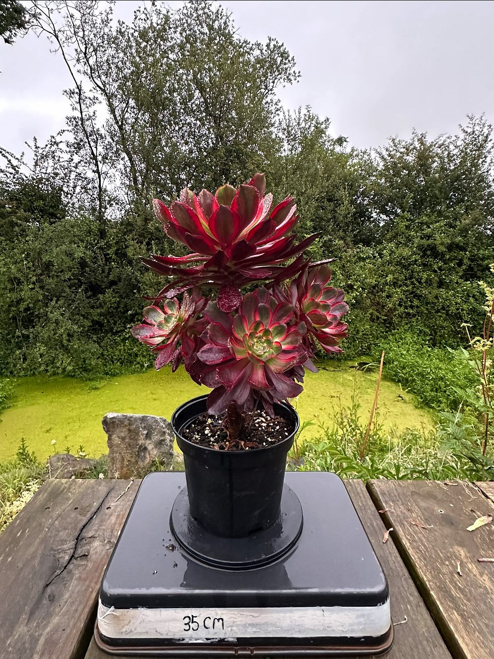 Thumbnail: AEONIUM-UNIQUE 6-VOODOO SILK VARIEGATED