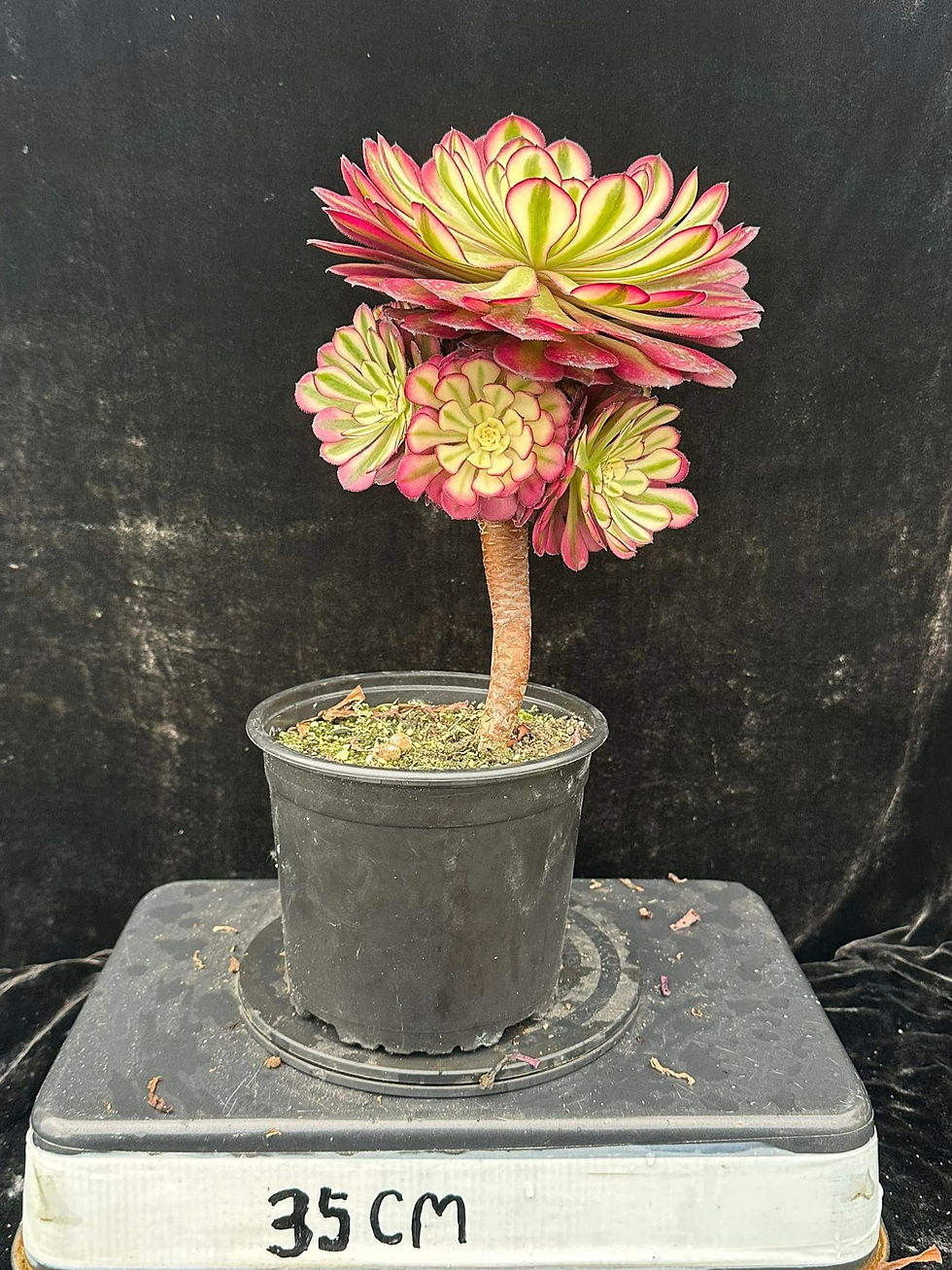 Thumbnail: AEONIUM-UNIQUE 3-PURPLE KINGKONG VARIEGATED