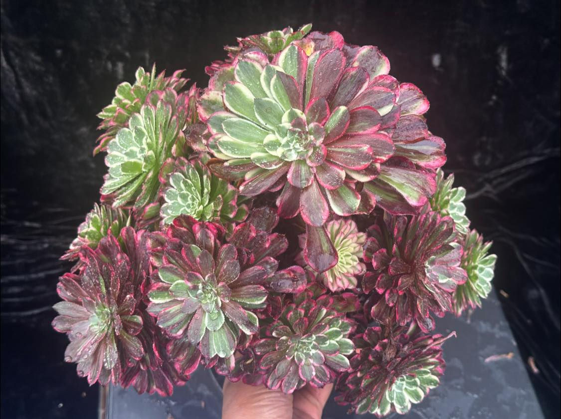 AEONIUM-UNIQUE 5-FLUSH VARIEGATED