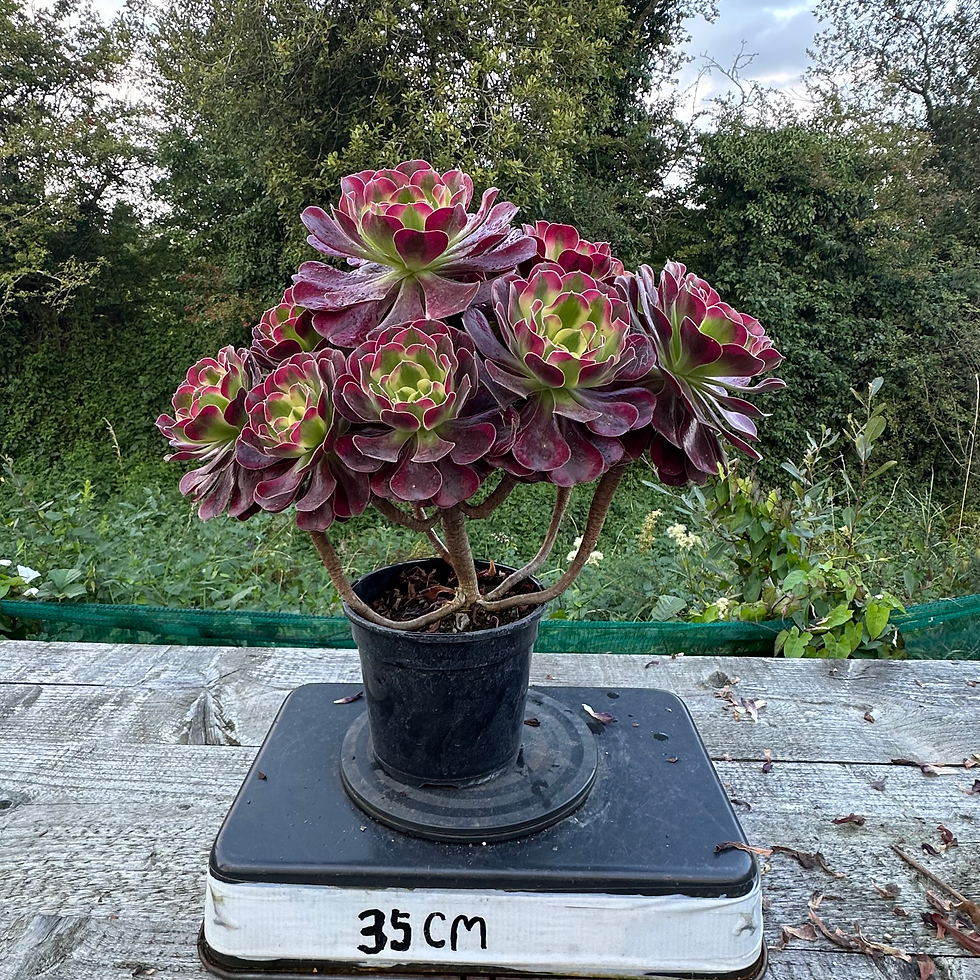 Thumbnail: AEONIUM-UNIQUE 12-VELOUR YELLOW VARIEGATED