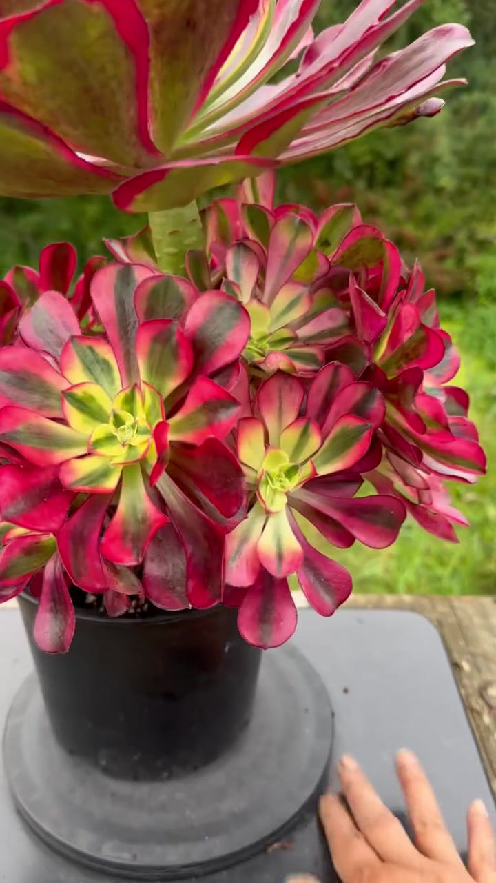 Thumbnail: AEONIUM-UNIQUE 48-PHANTOM VARIEGATED