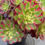 Thumbnail: ON SALE-AEONIUM-UNIQUE 15-ANNA VARIEGATED