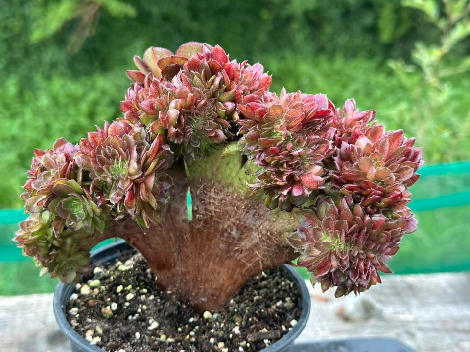 Thumbnail: AEONIUM-UNIQUE 15-HALLOWEEN MIDDLE VARIEGATED (MATCHA CAKE)