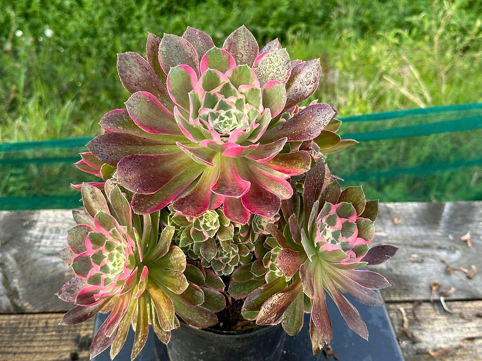Thumbnail: AEONIUM-UNIQUE 11-NIGHT RAKSHASA VARIEGATED