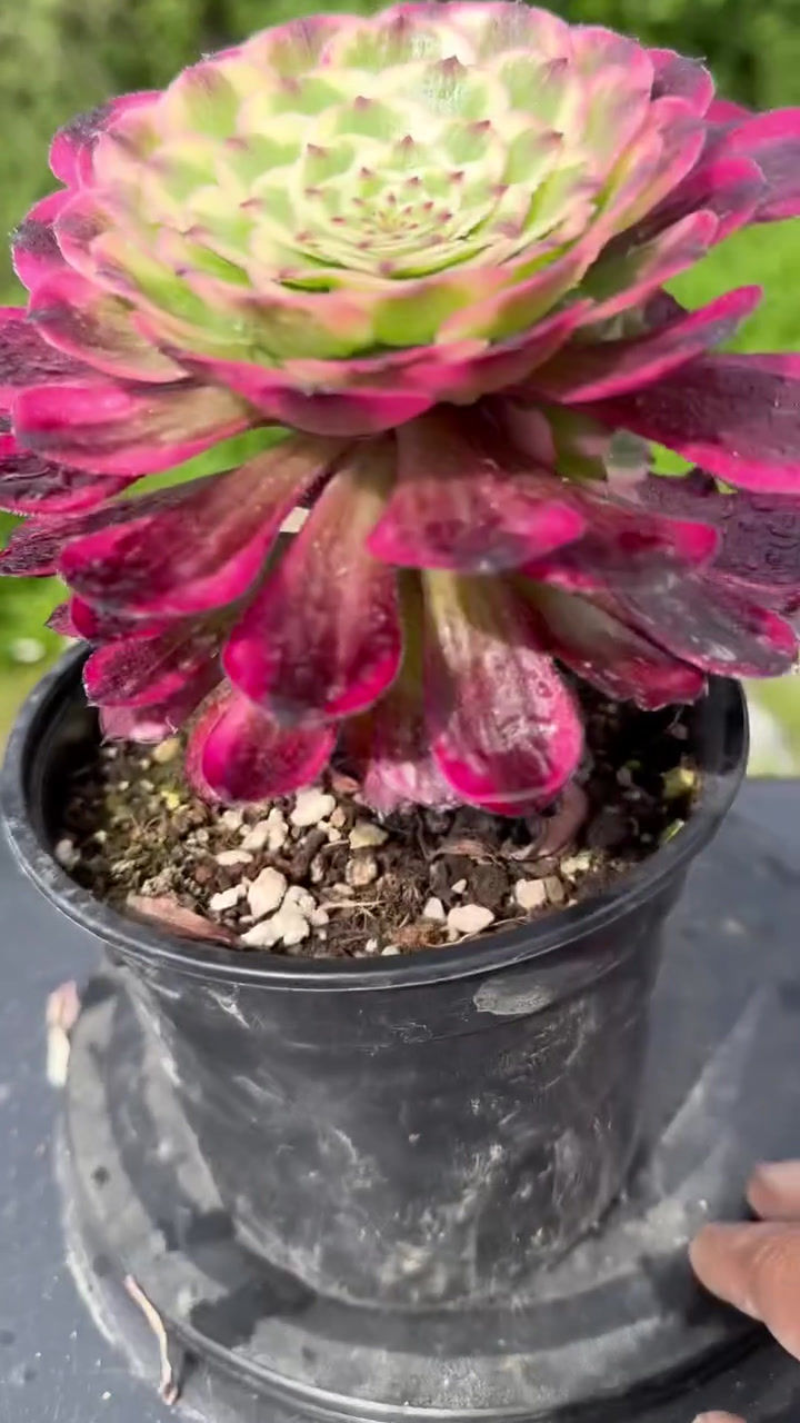 Thumbnail: AEONIUM-UNIQUE 6-RUBY VARIEGATED
