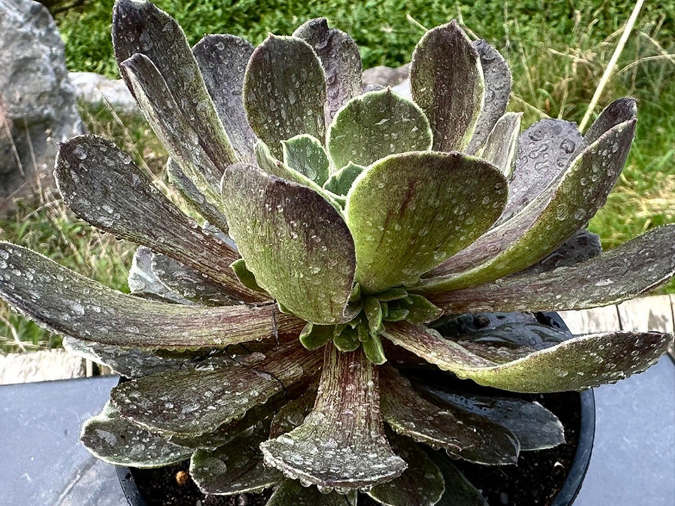 Thumbnail: AEONIUM-CINDERALLA VARIEGATED-S