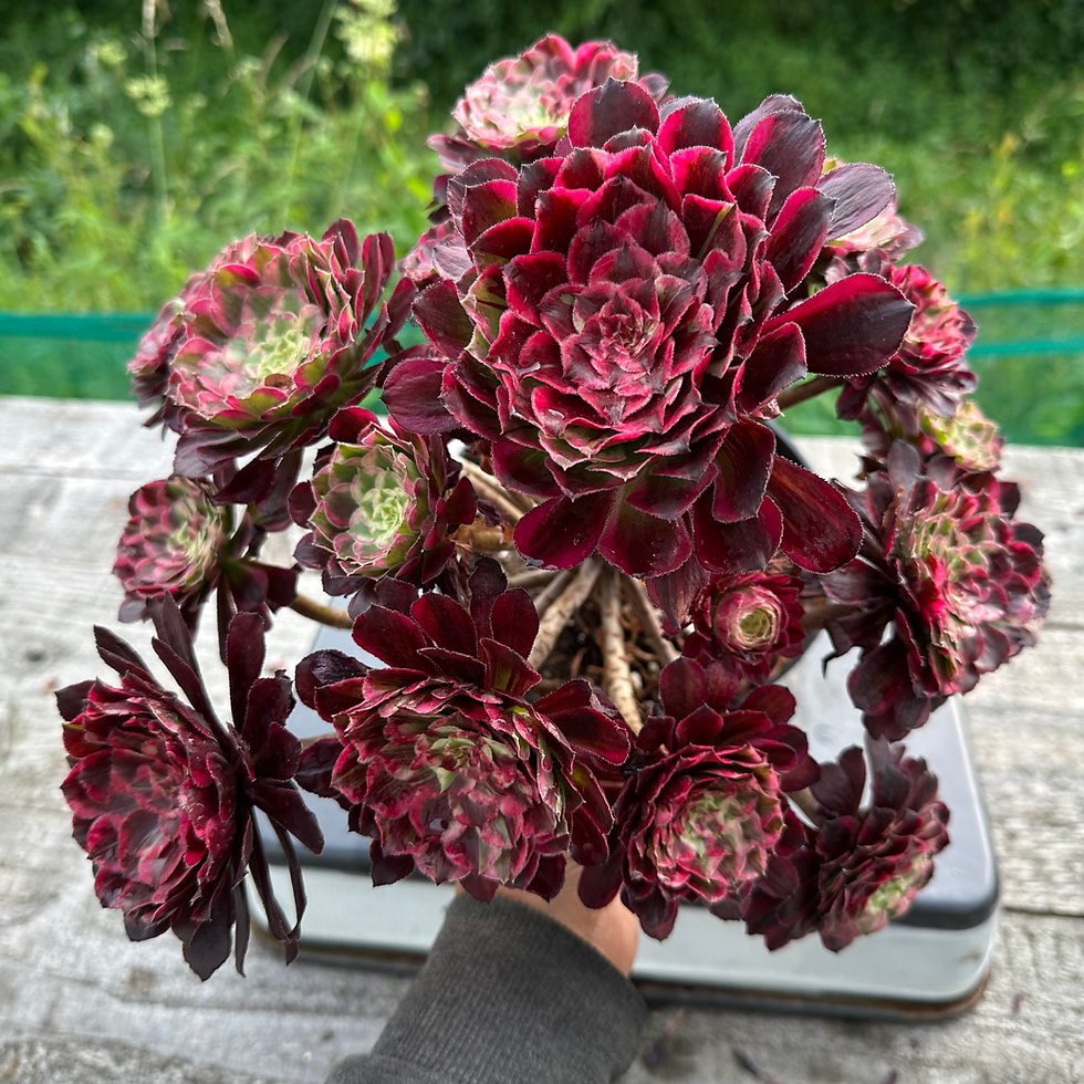 Thumbnail: 20 ON SALE-AEONIUM-UNIQUE 7-FLUSH VARIEGATED