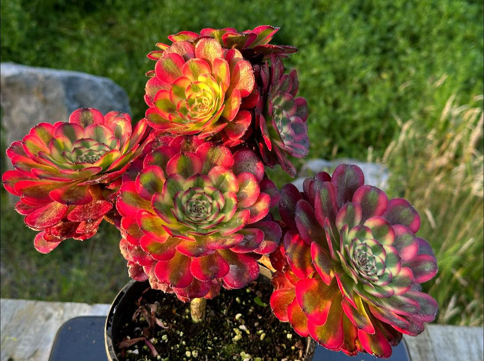 Thumbnail: AEONIUM-UNIQUE 5-MEIYA VARIEGATED
