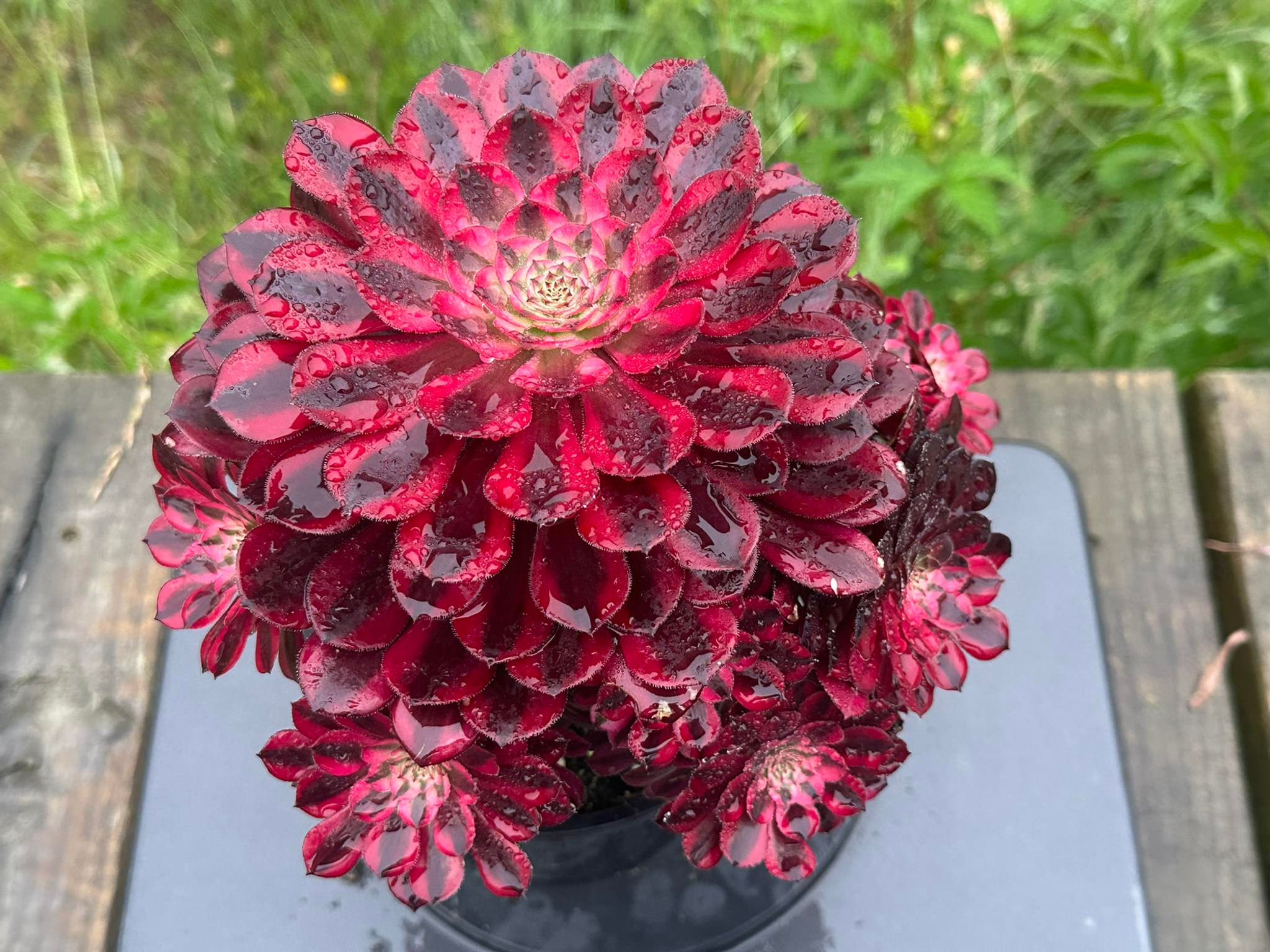 AEONIUM-ZWARTKIN WHITE VARIEGATED-M