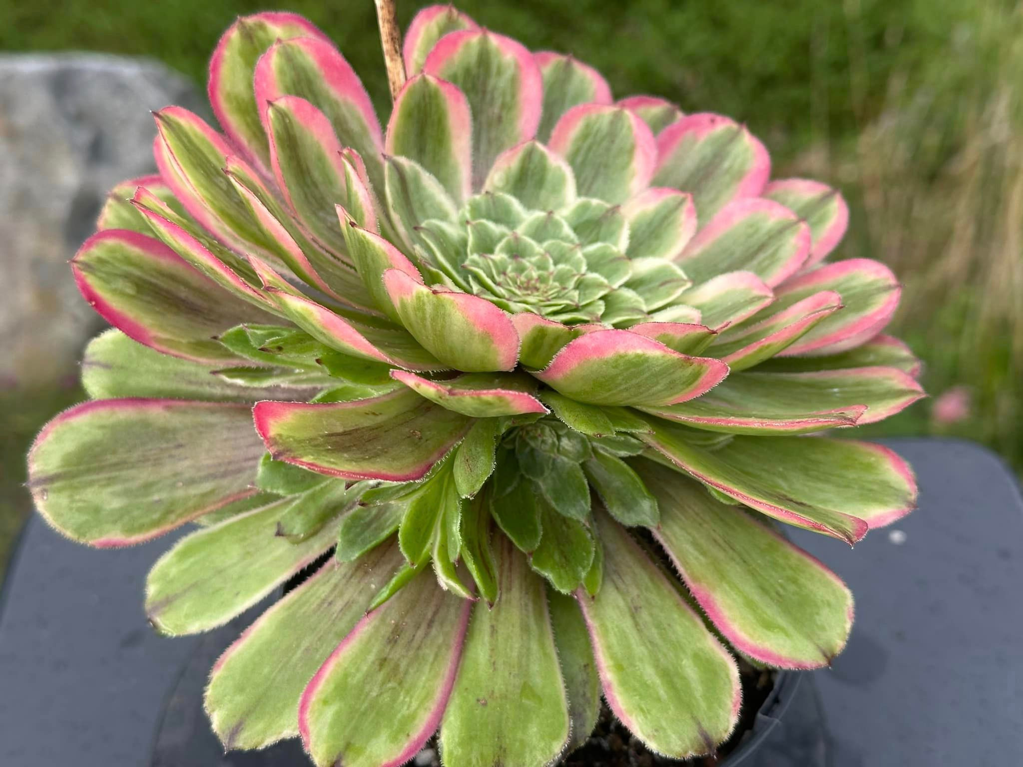 AEONIUM-MOQI VARIEGATED-S