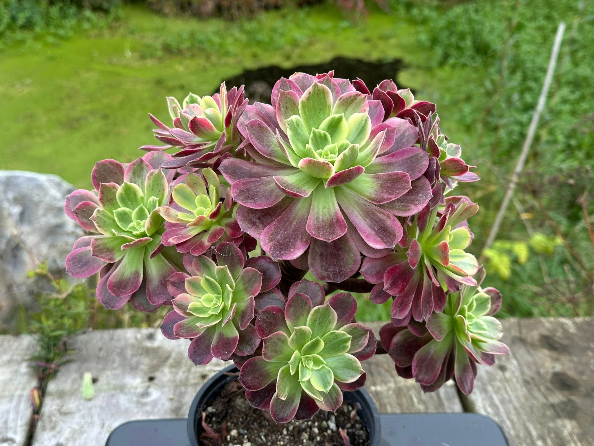 ON SALE-AEONIUM-UNIQUE 11-WEDDING DRESS VARIEGATED