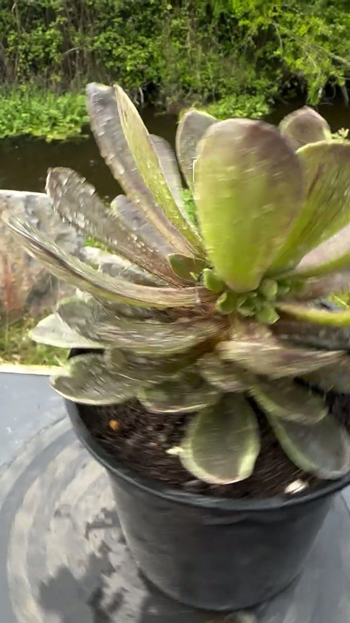 Thumbnail: AEONIUM-CINDERALLA VARIEGATED-S