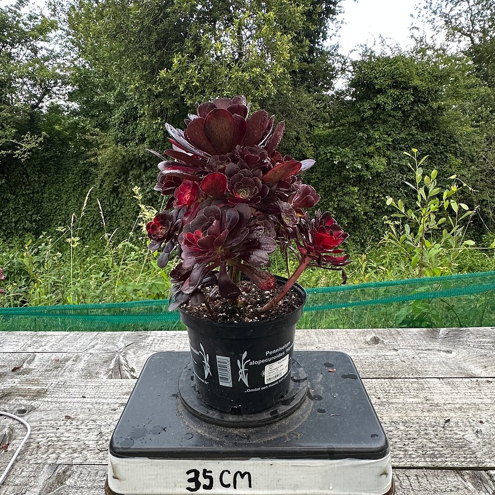 Thumbnail: AEONIUM-UNIQUE 7-CHANEL RAINBOW VARIEGATED