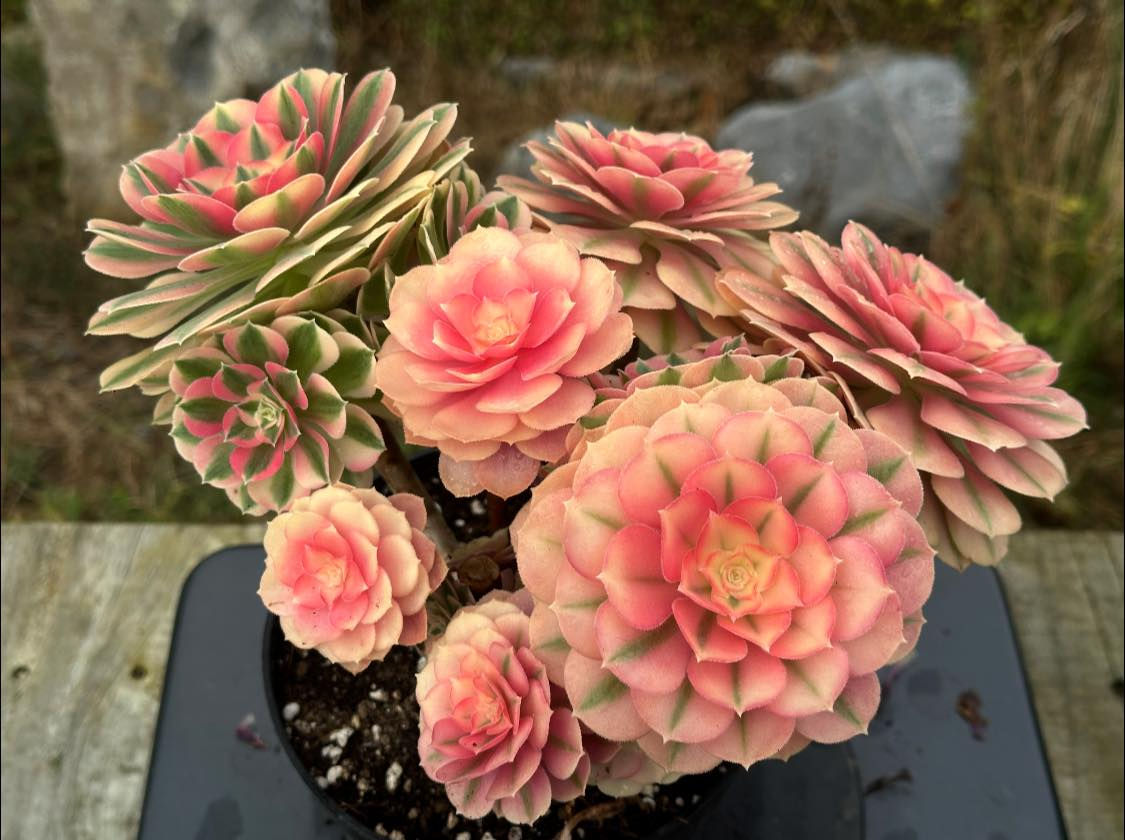 AEONIUM-UNIQUE 67-PINK WITCH VARIEGATED
