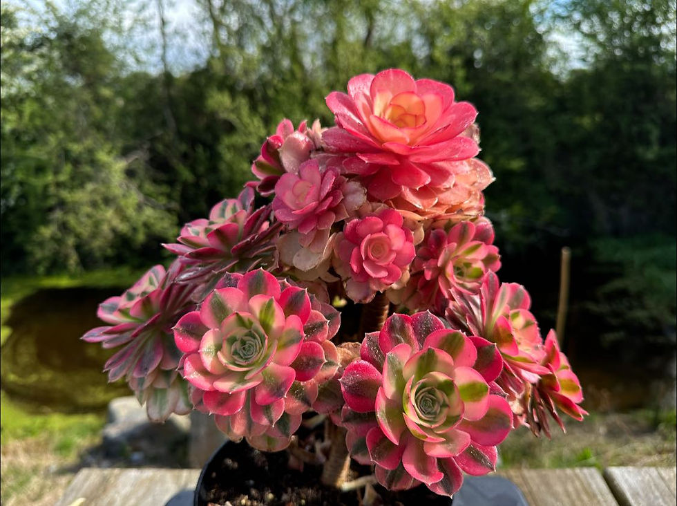 Thumbnail: AEONIMU-UNIQUE 72-PINK WITCH VARIEGATED