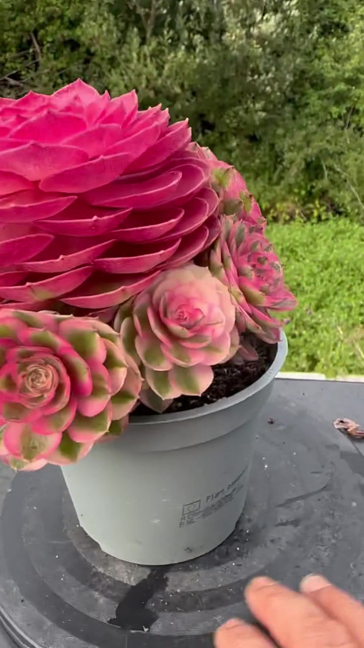 Thumbnail: AEONIUM-UNIQUE 38-QINGCHENG VARIEGATED