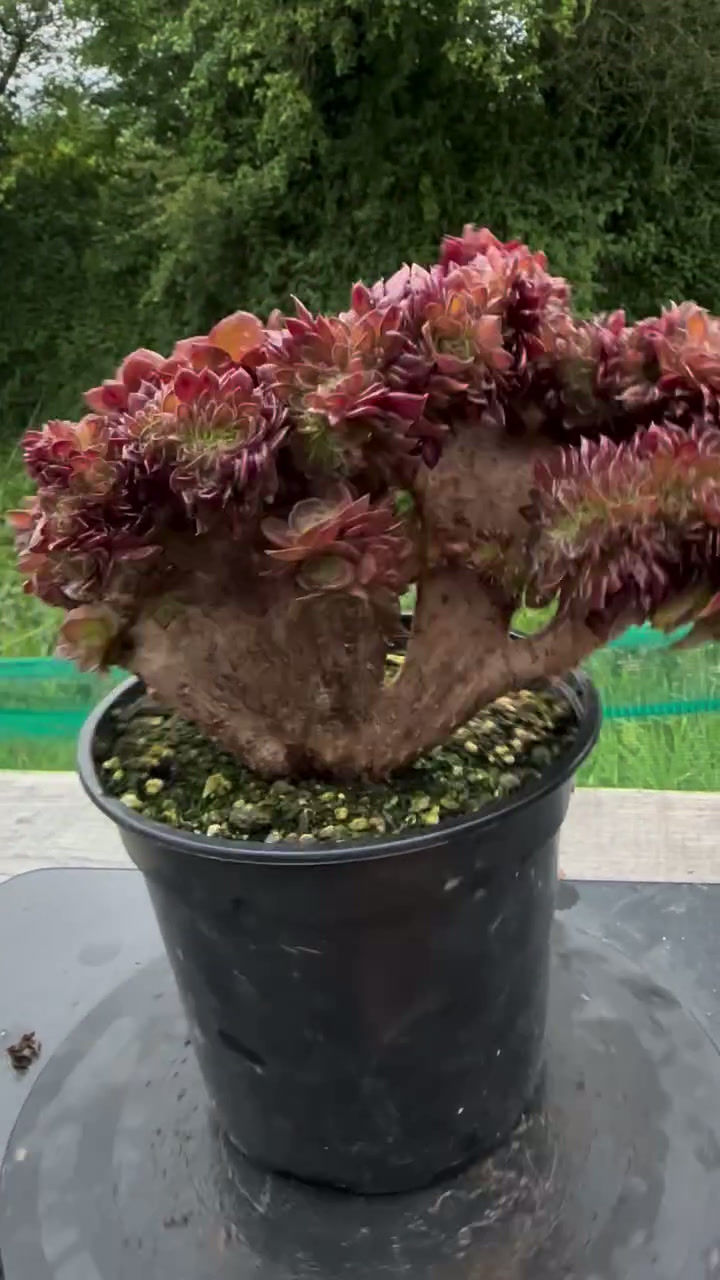 Thumbnail: AEONIUM-UNIQUE 16-HALLOWEEN MIDDLE VARIEGATED (MATCHA CAKE)