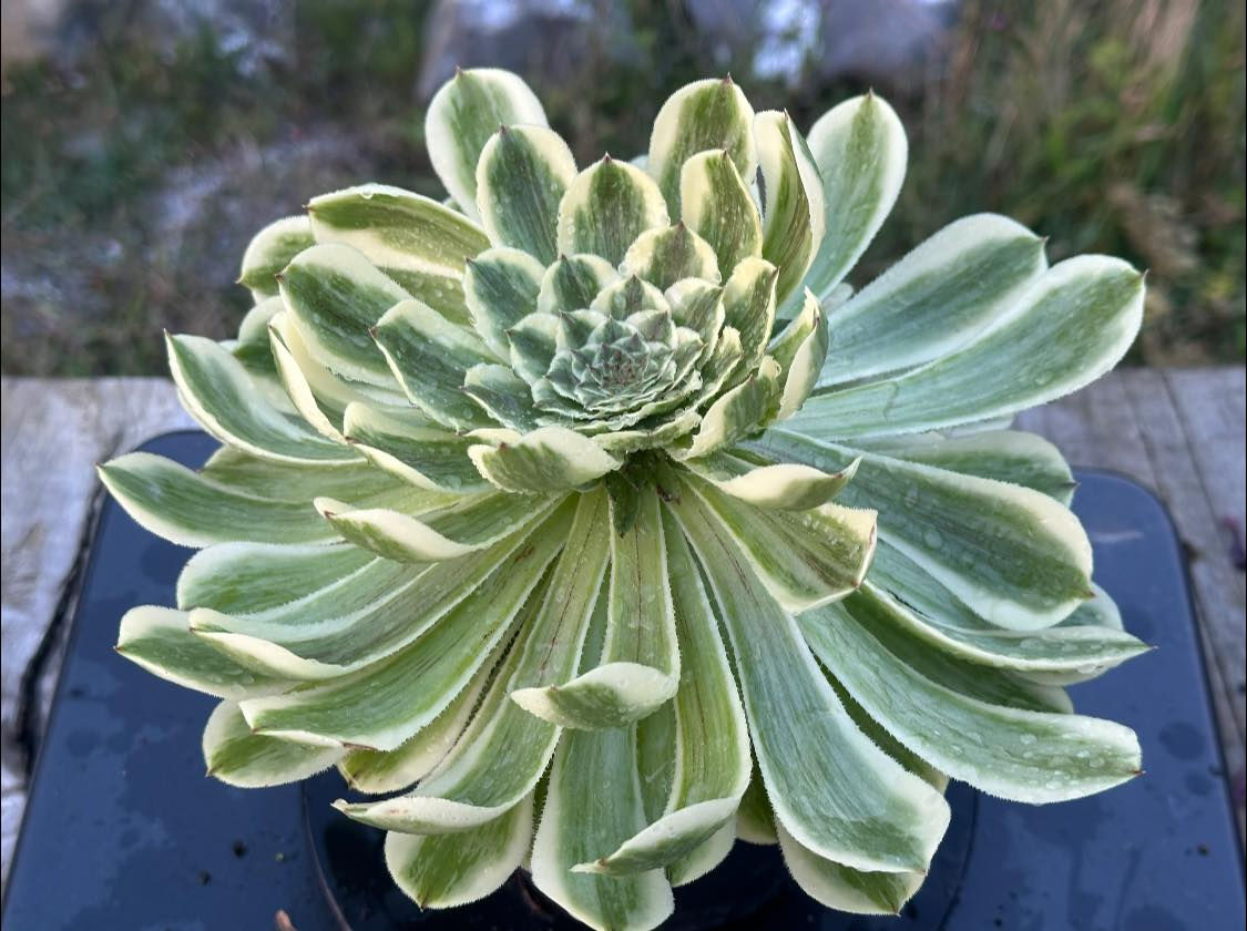 AEONIUM-GREEN WAVE VARIEGATED-S