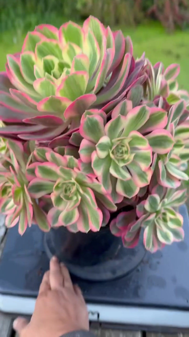 Thumbnail: AEONIUM-UNIQUE 9-PEACH BLOSSOM VARIEGATED