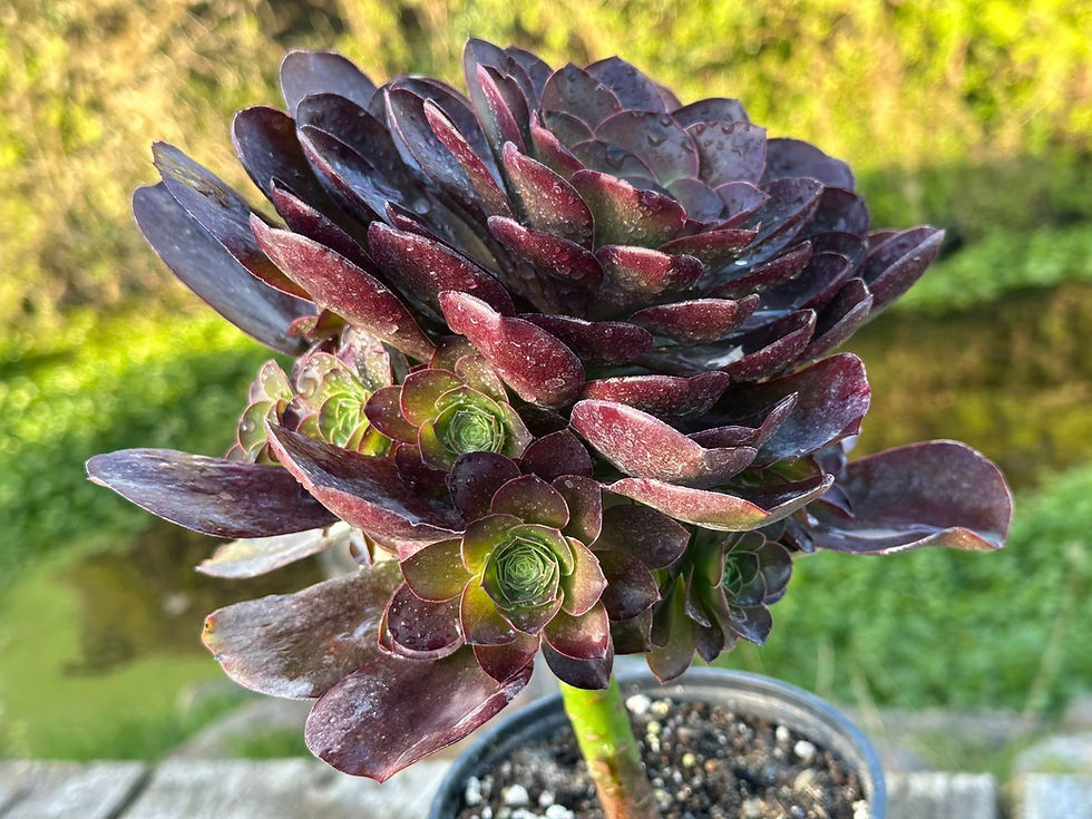 Thumbnail: AEONIUM-UNIQUE 2-GOLDEN ROSE VARIEGATED