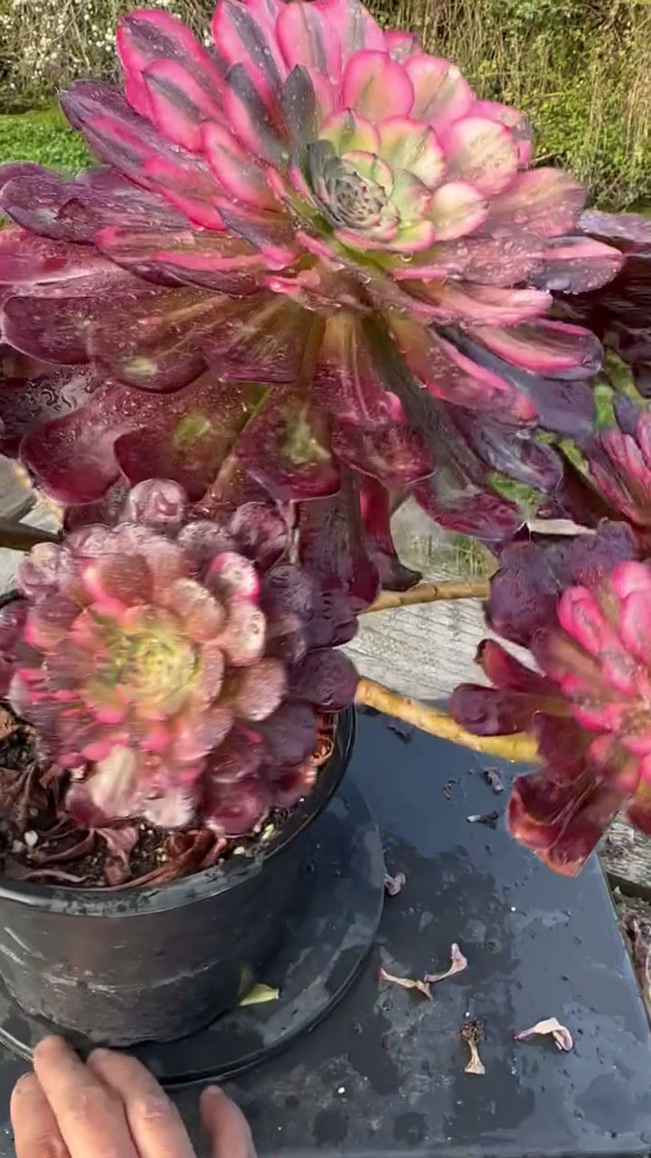 Thumbnail: AEONIUM-UNIQUE 10-GARNET RAINBOW VARIEGATED