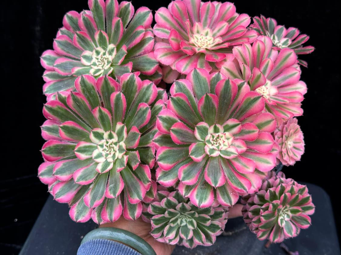 AEONIUM-UNIQUE 4-PINK GARNET VARIEGATED (PINK BROZE)