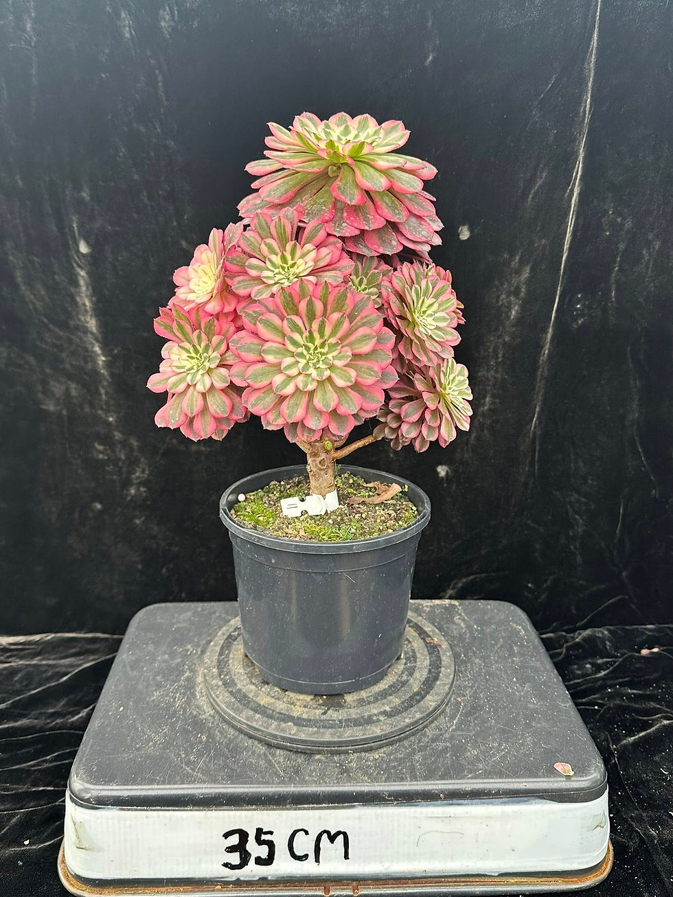 Thumbnail: AEONIUM-UNIQUE 1-PINK ZWARTKIN VARIEGATED