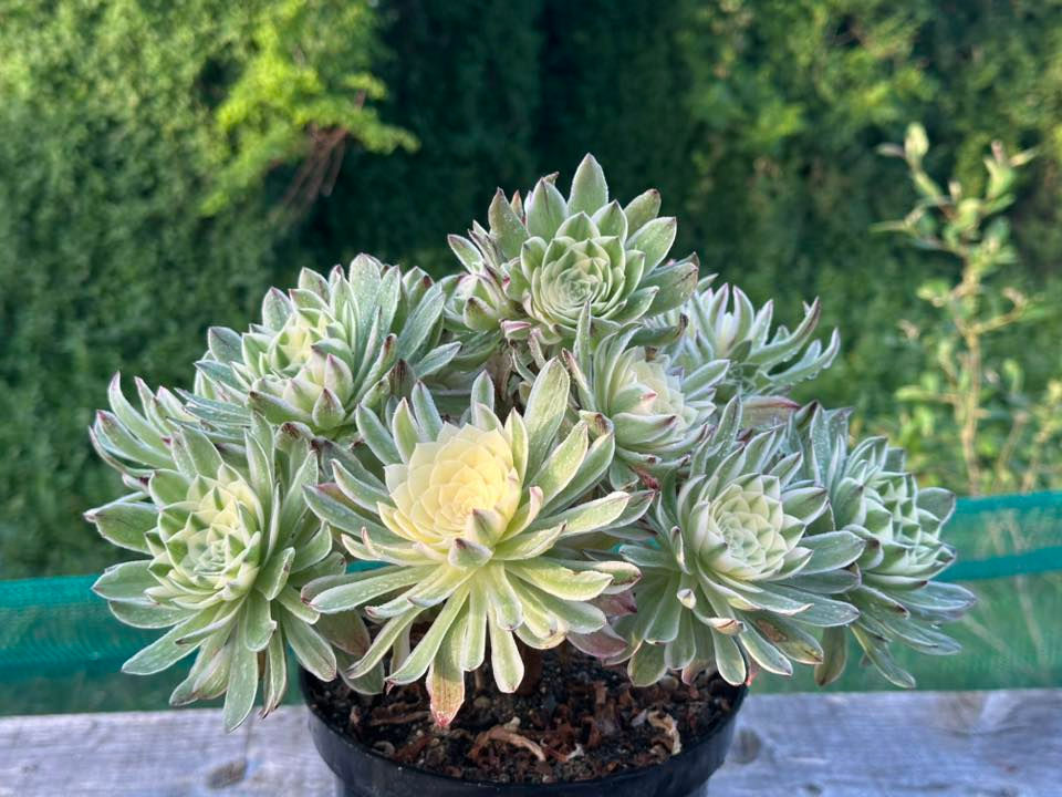 Thumbnail: AEONIUM-UNIQUE 6-ELIZABETH VARIEGATED