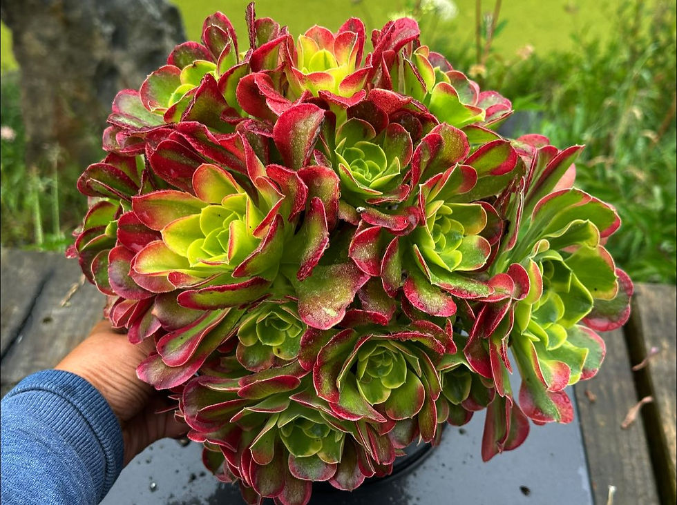 Thumbnail: AEONIUM-UNIQUE 4-TESLA VARIEGATED