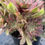 Thumbnail: AEONIUM-UNIQUE 2-PINK PEONY VARIEGATED