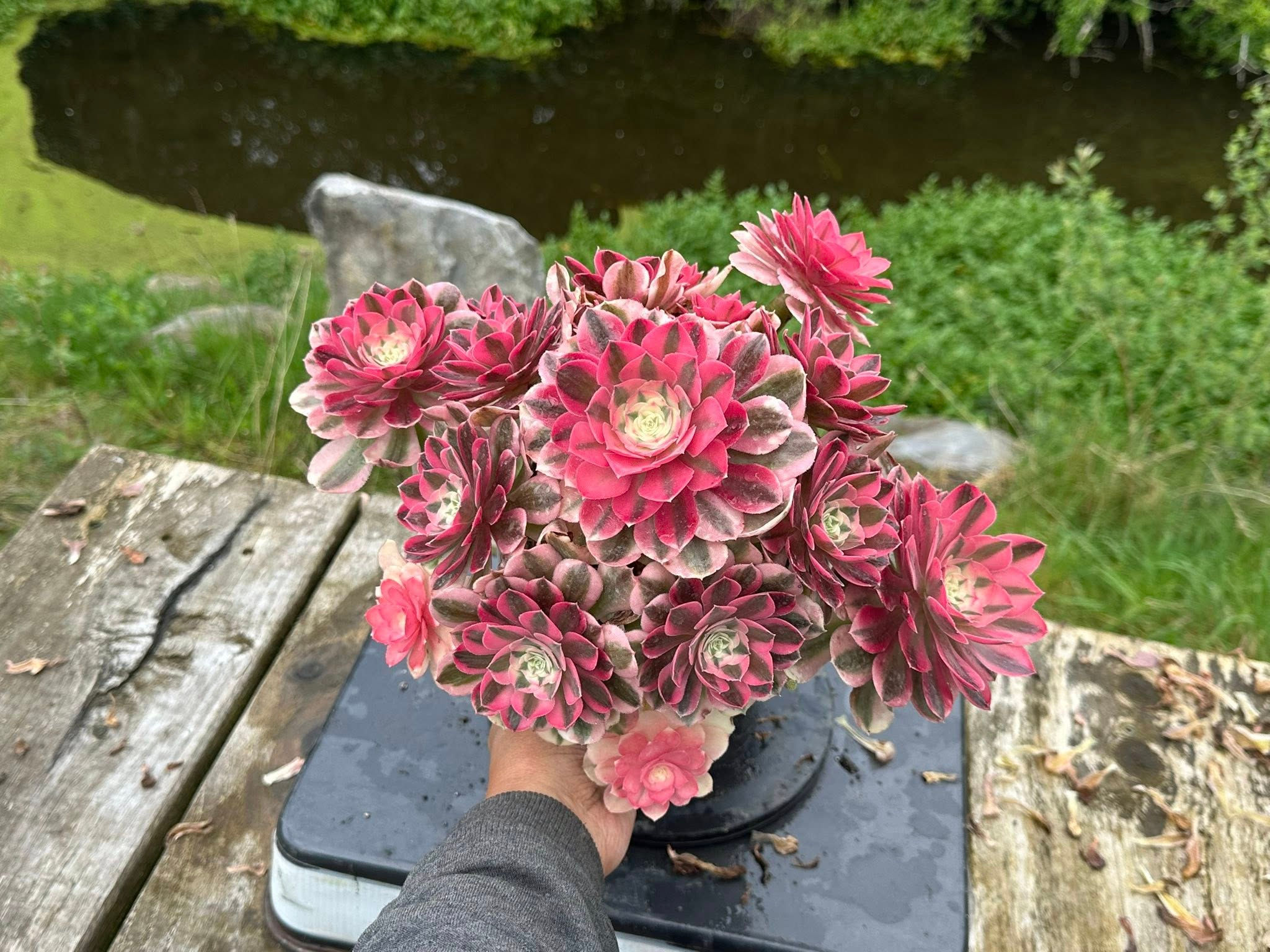 AEONIUM-UNIQUE 103-PINK WITCH VARIEGATED