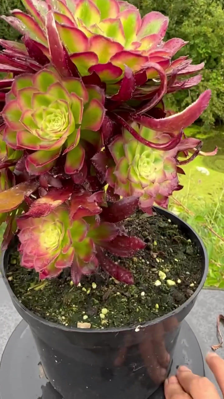 Thumbnail: AEONIUM-UNIQUE 9-BLUEBIRD VARIEGATED
